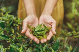 Green Tea Extract